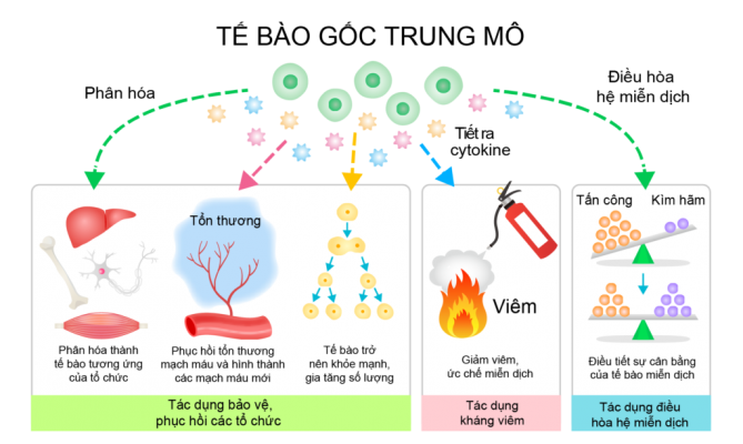 Tế bào gốc giúp cải thiện các vấn đề về da