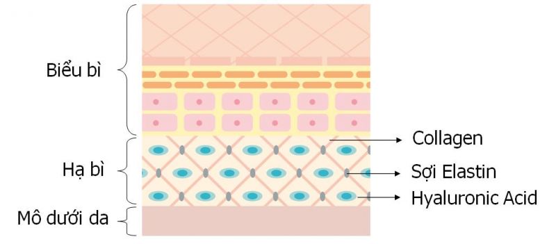 Collagen và thành phẩn của da