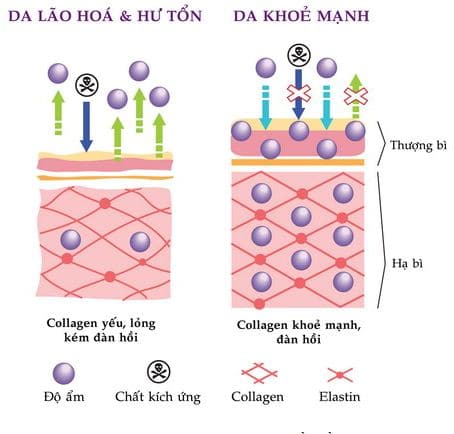 Collagen có tác dụng gì cho da