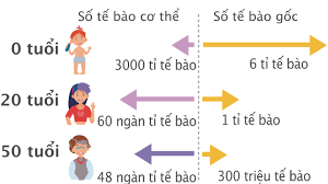 Tỉ lệ tế bào gốc ở các độ tuổi