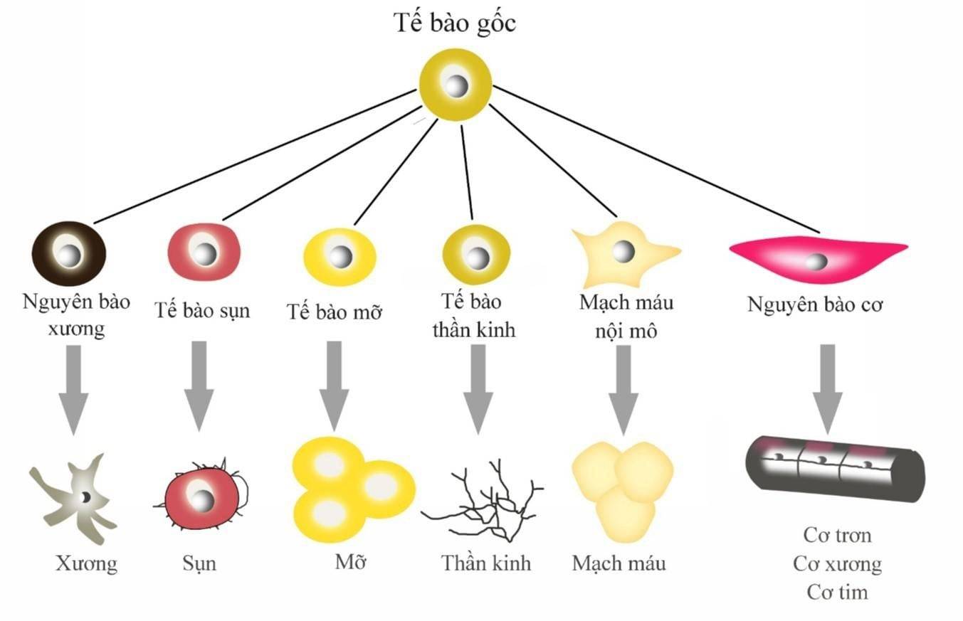 Các tế bào gốc có thể được nuôi cấy thành các tế bào khác.